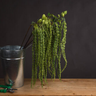 Green Amaranthus