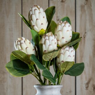 Closed White Protea