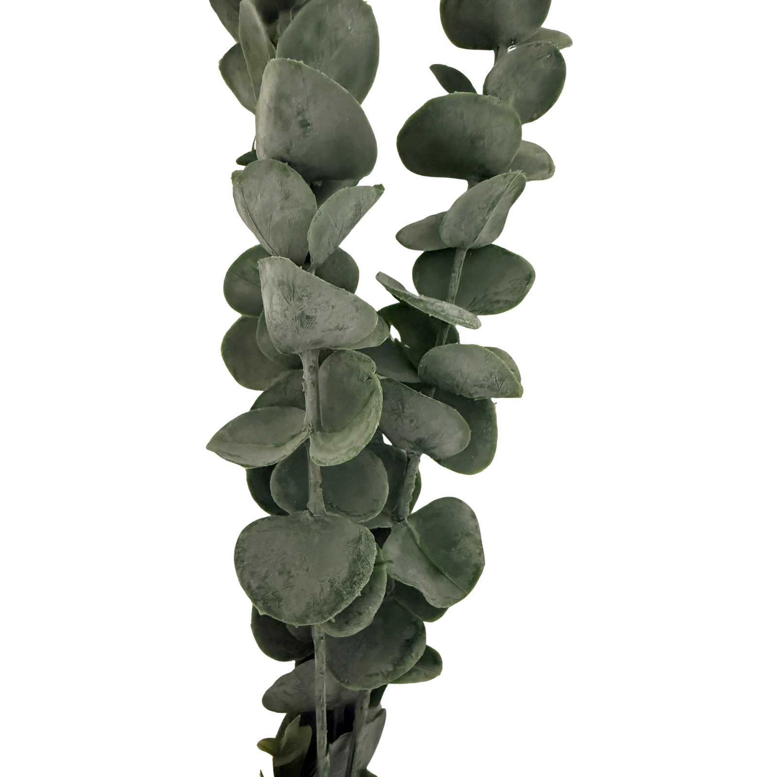 Silver Dollar Eucalyptus - Image 2