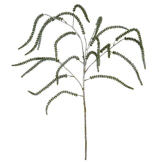 Festive Amaranthus