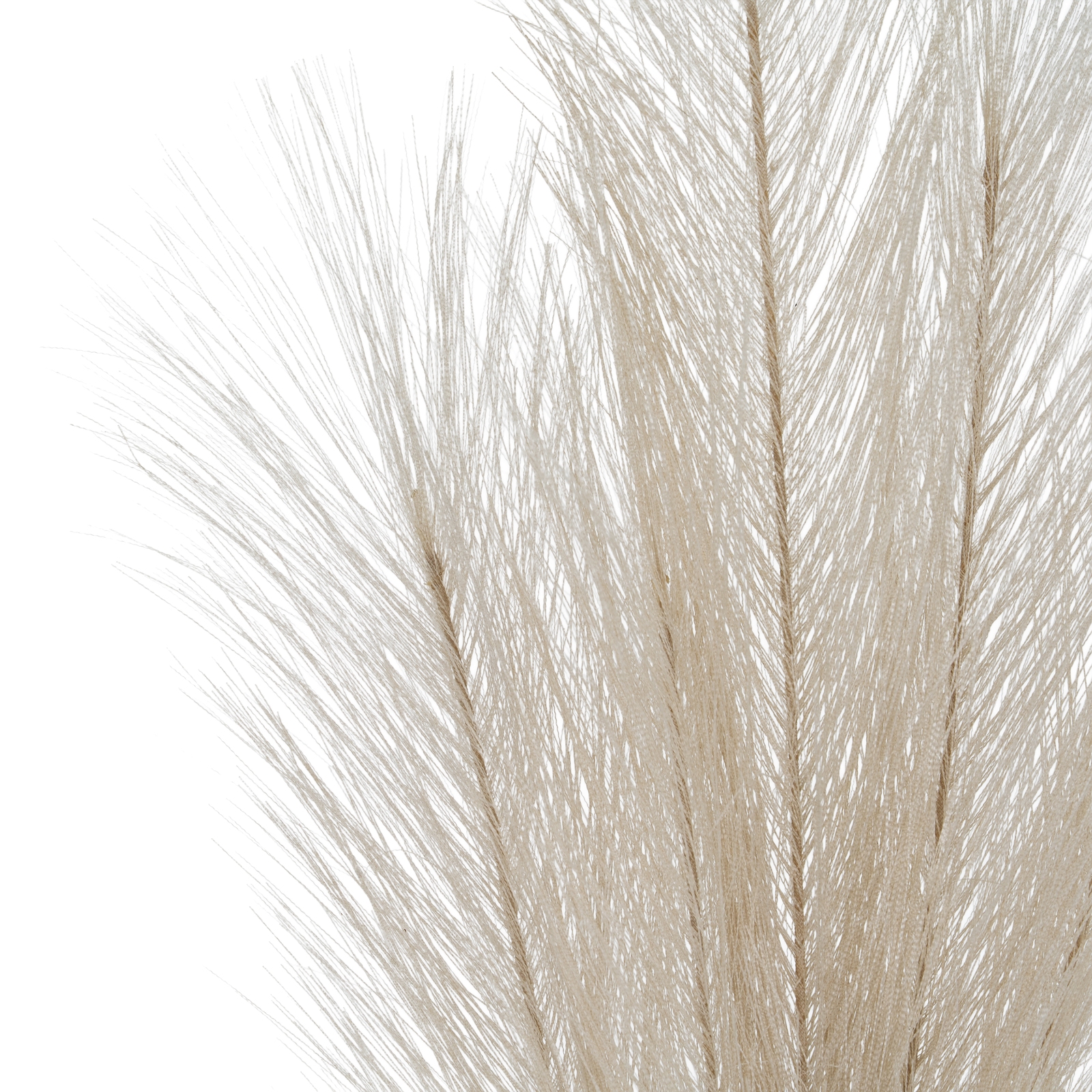 Bleached Large Faux Pampas Grass Stem - Image 2