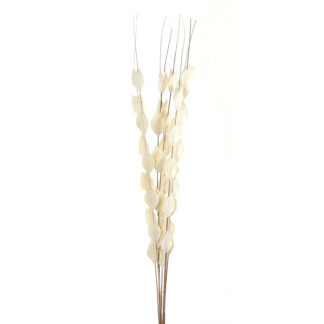Bouquet Of Dried Thlaspi Arvense