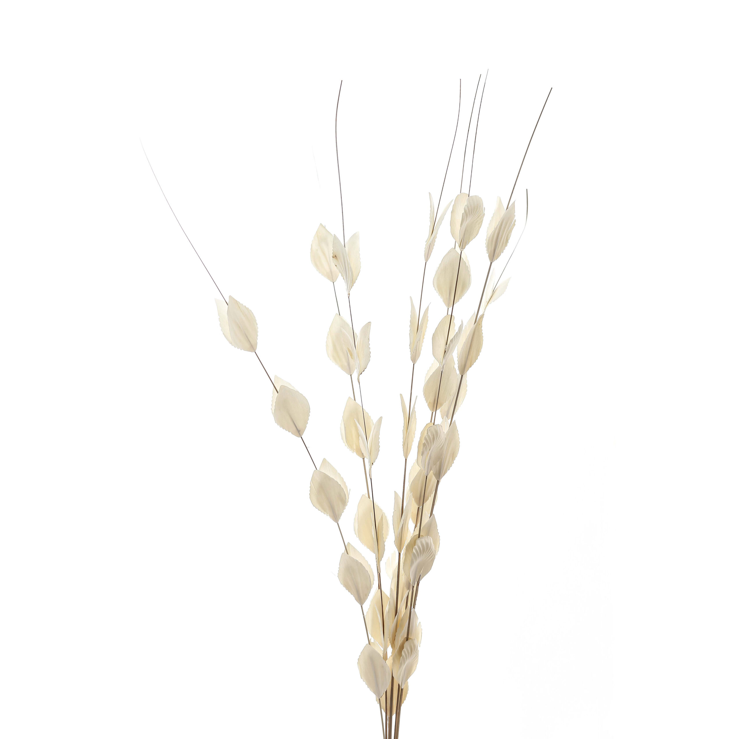 Bouquet Of Dried Thlaspi Arvense - Image 2