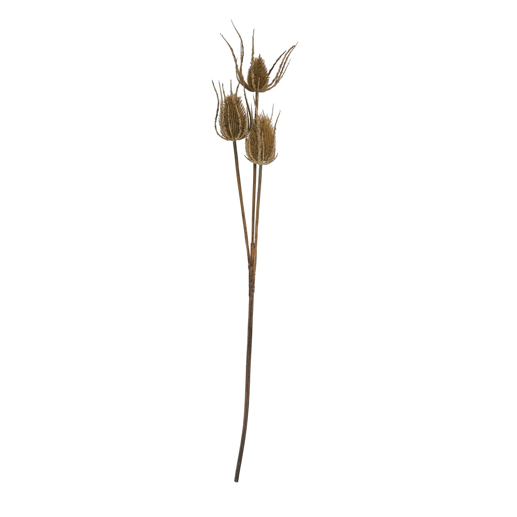 Large Brown Triple Teasle Stem - Image 3