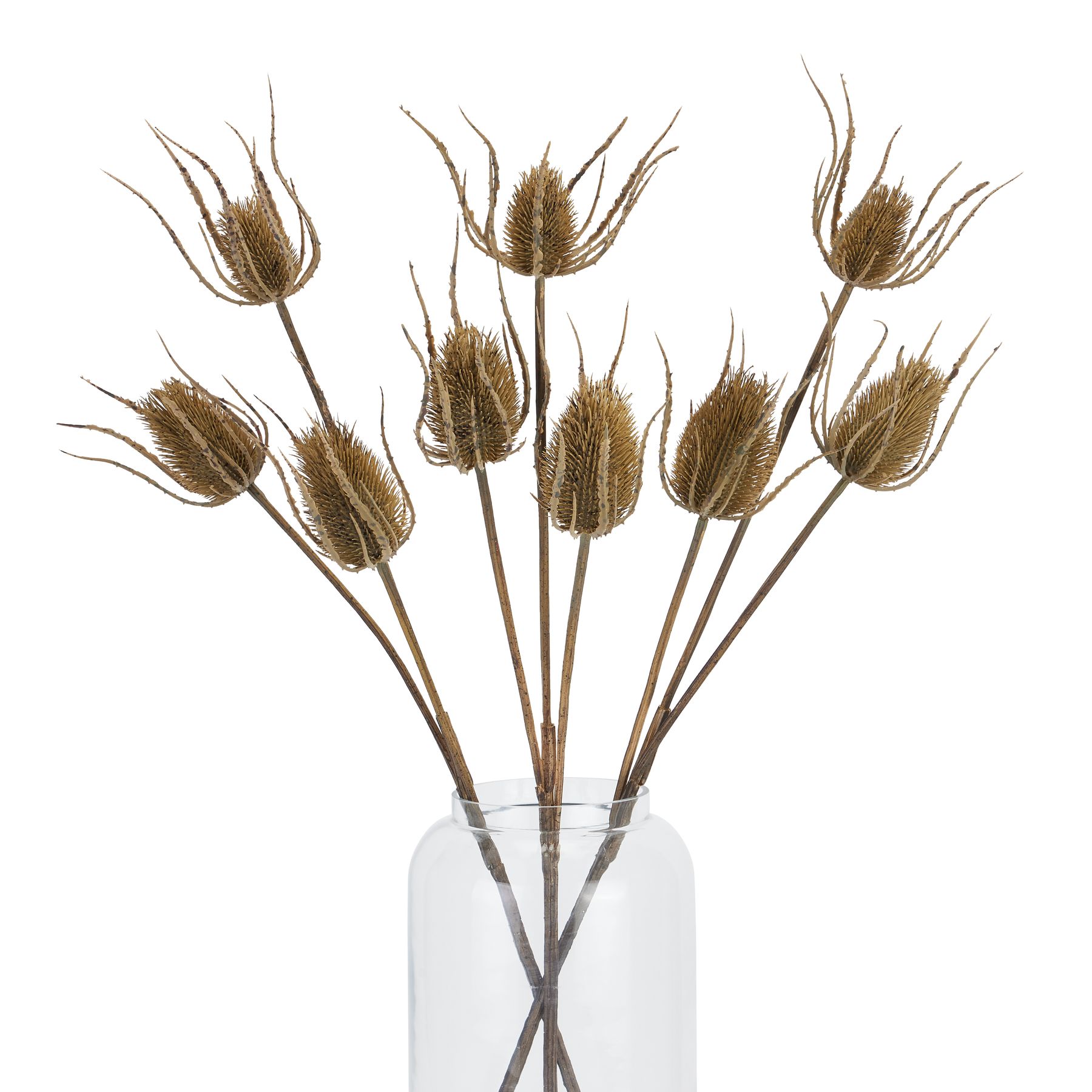 Large Brown Triple Teasle Stem - Image 4