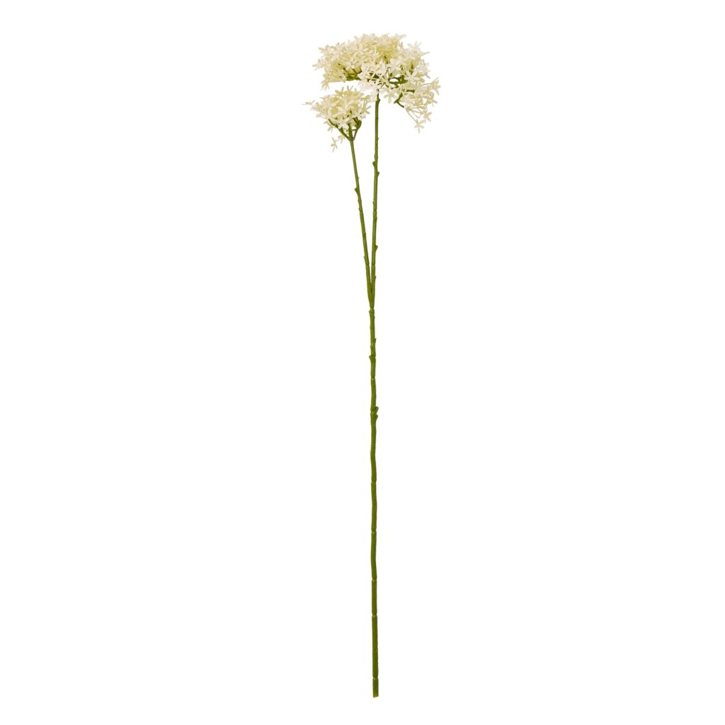 23862.jpg