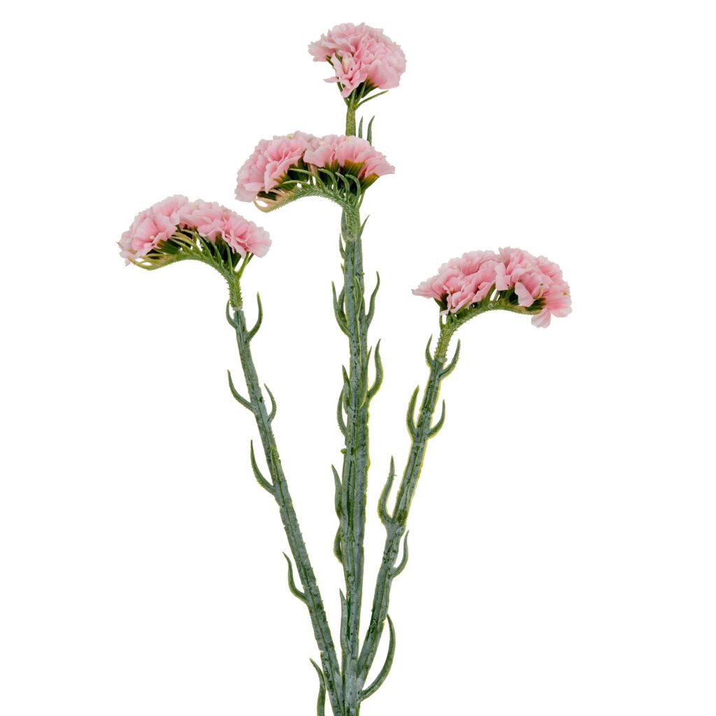 24436.jpg