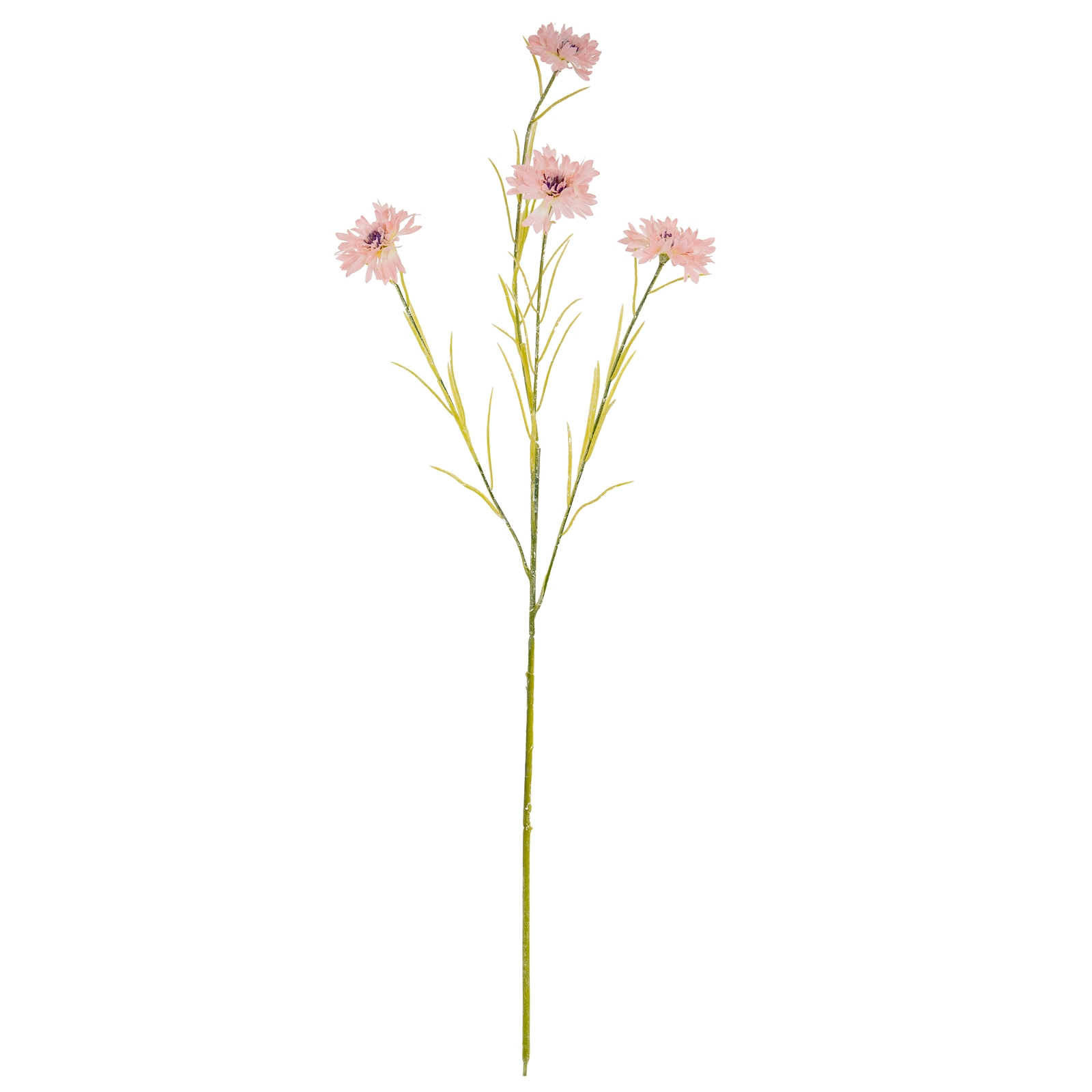 24556 a.jpg